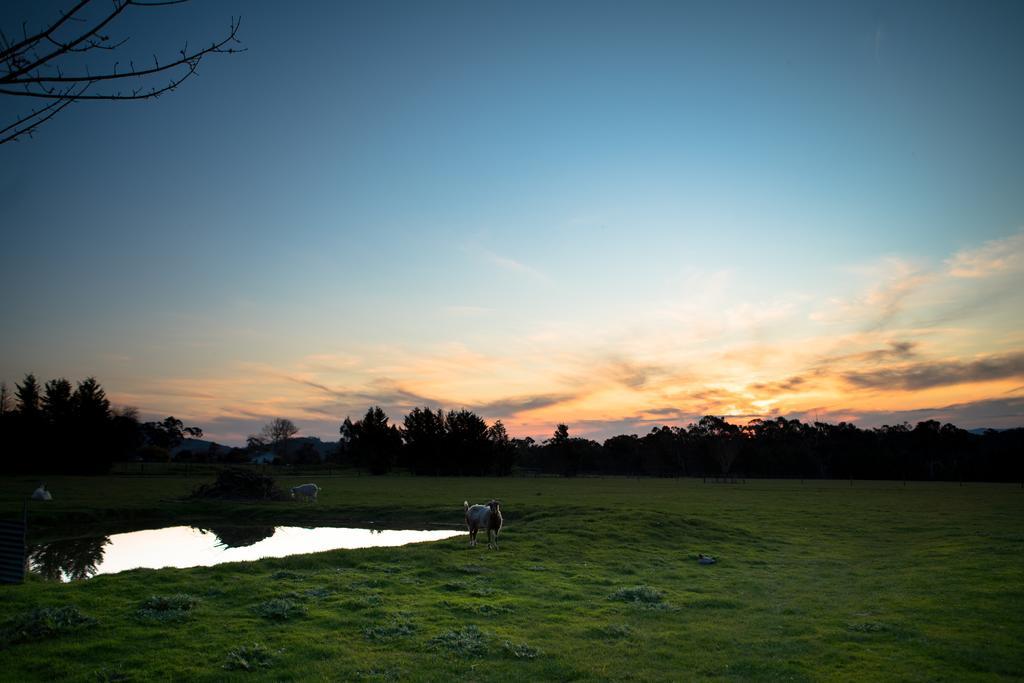 Sanctuary Park Cottages Healesville Buitenkant foto